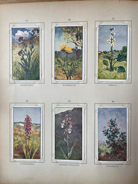 Losse Verkade plaatjes Zomer (1907) 79-84