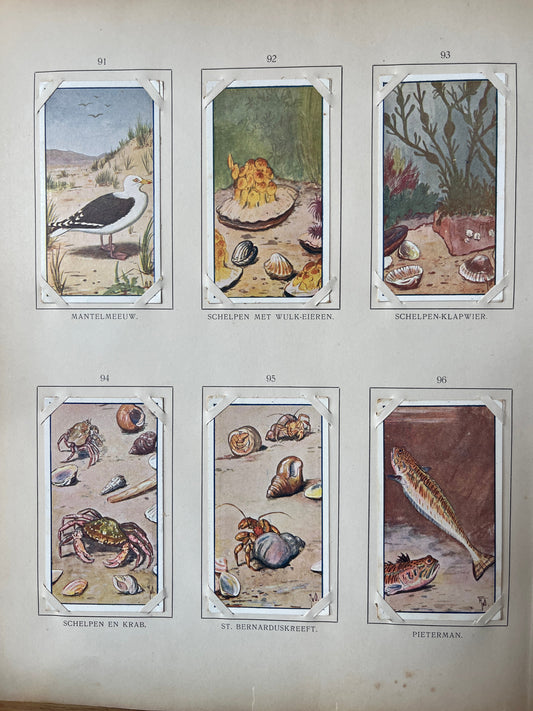 Losse Verkade plaatjes Zomer (1907) 91-96