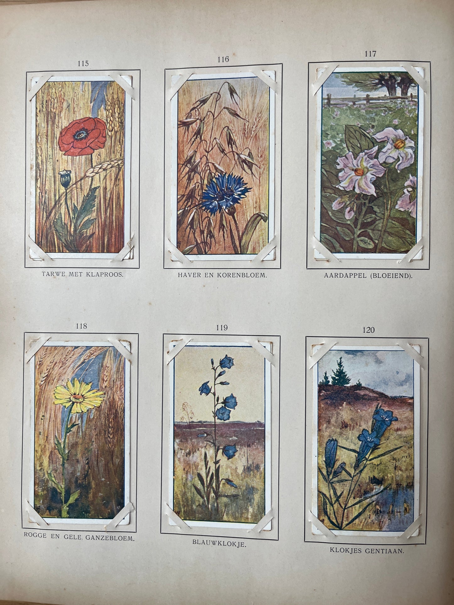 Losse Verkade plaatjes Zomer (1907) 115-120