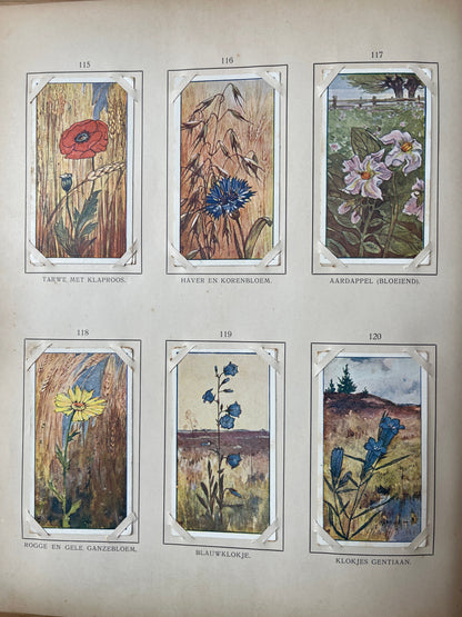 Losse Verkade plaatjes Zomer (1907) 115-120