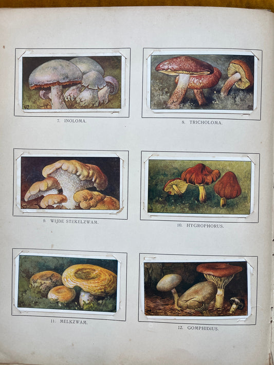 Losse Verkade plaatjes Winter (1909) 7-12