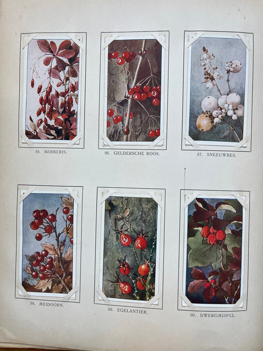 Losse Verkade plaatjes Winter (1909) 55-60