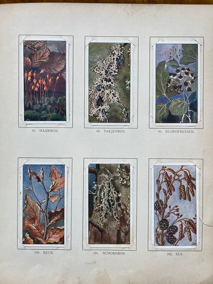 Loose Verkade pictures Winter (1909) 97-102