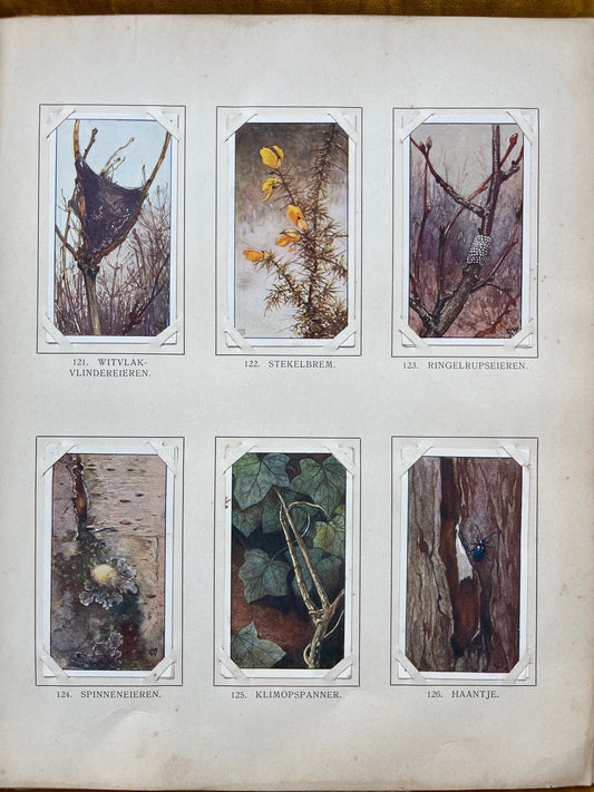 Losse Verkade plaatjes Winter (1909) 121-126