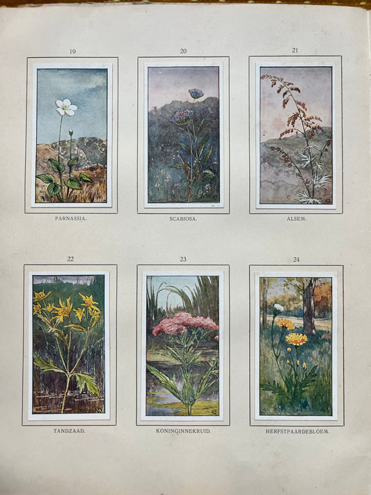 Losse Verkade plaatjes Herfst (1908) 19-24