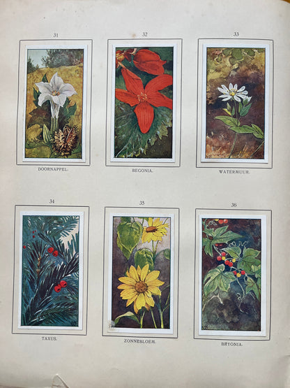 Losse Verkade plaatjes Herfst (1908) 31-36