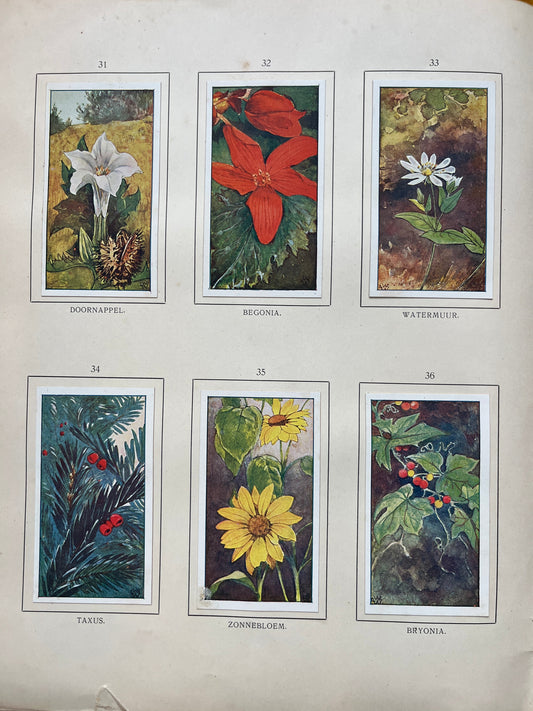 Losse Verkade plaatjes Herfst (1908) 31-36