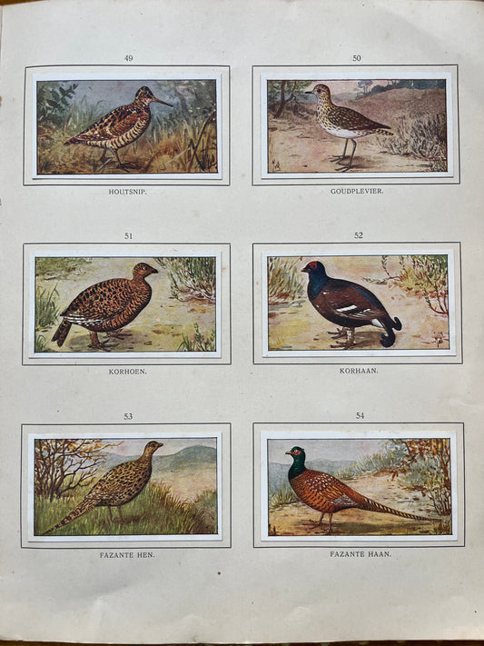 Losse Verkade plaatjes Herfst (1908) 49-54