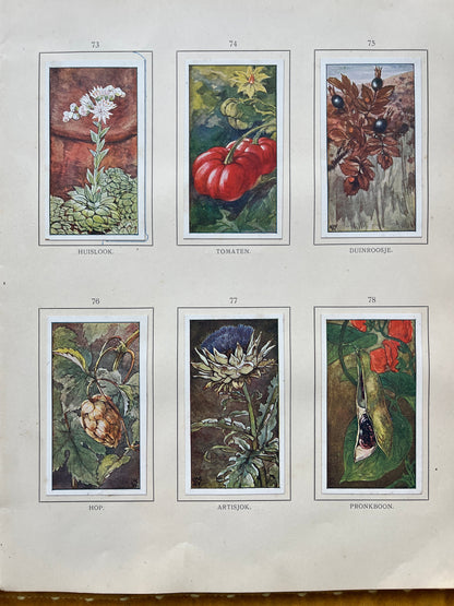 Losse Verkade plaatjes Herfst (1908) 73-78