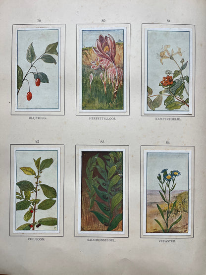 Losse Verkade plaatjes Herfst (1908) 79-84