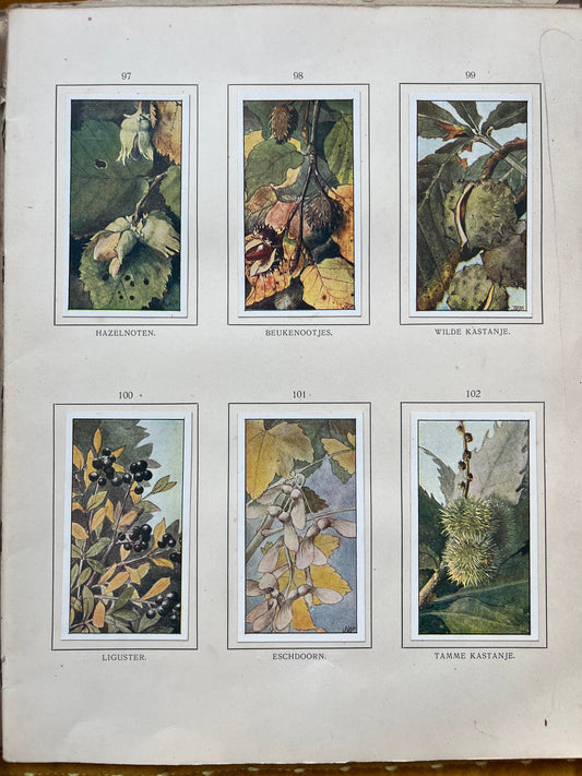 Losse Verkade plaatjes Herfst (1908) 97-102