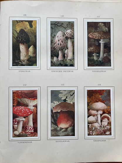 Losse Verkade plaatjes Herfst (1908) 109-114