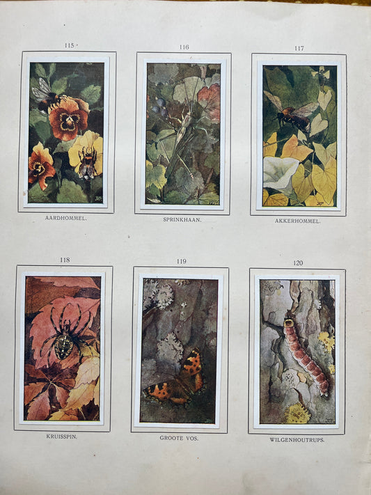 Losse Verkade plaatjes Herfst (1908) 115-120