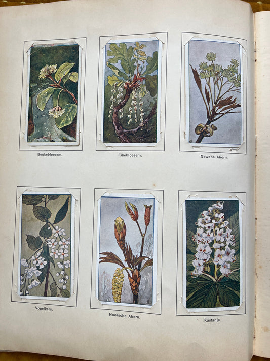 Losse Verkade plaatjes Lente (1906) 55-60