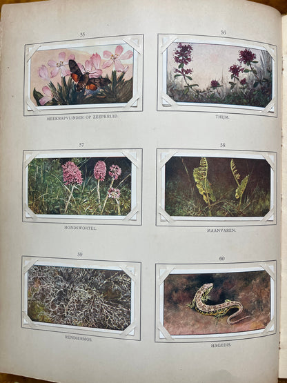 Losse Verkade plaatjes Blonde Duinen (1910) 55-60