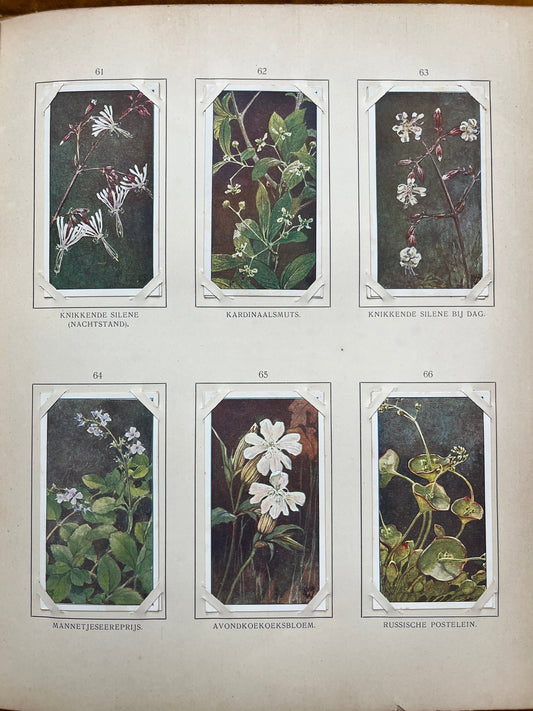 Losse Verkade plaatjes Blonde Duinen (1910) 61-66