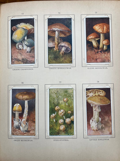 Losse Verkade plaatjes Blonde Duinen (1910) 73-78