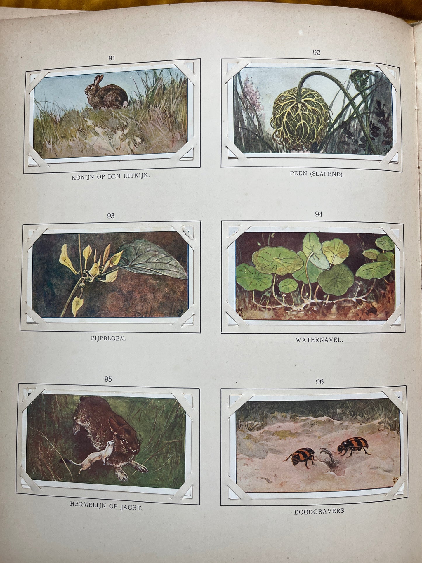 Losse Verkade plaatjes Blonde Duinen (1910) 91-96