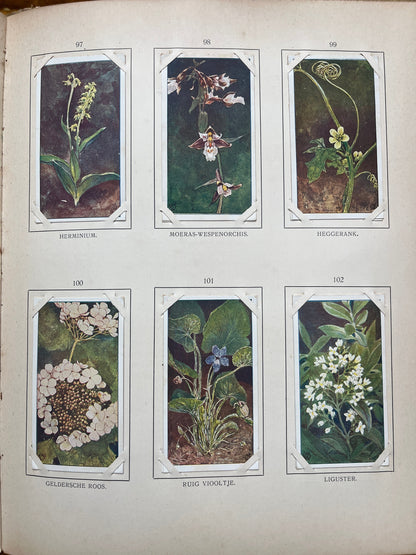 Losse Verkade plaatjes Blonde Duinen (1910) 97-102