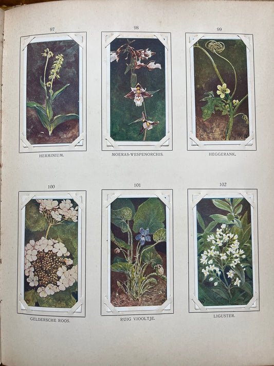 Losse Verkade plaatjes Blonde Duinen (1910) 97-102