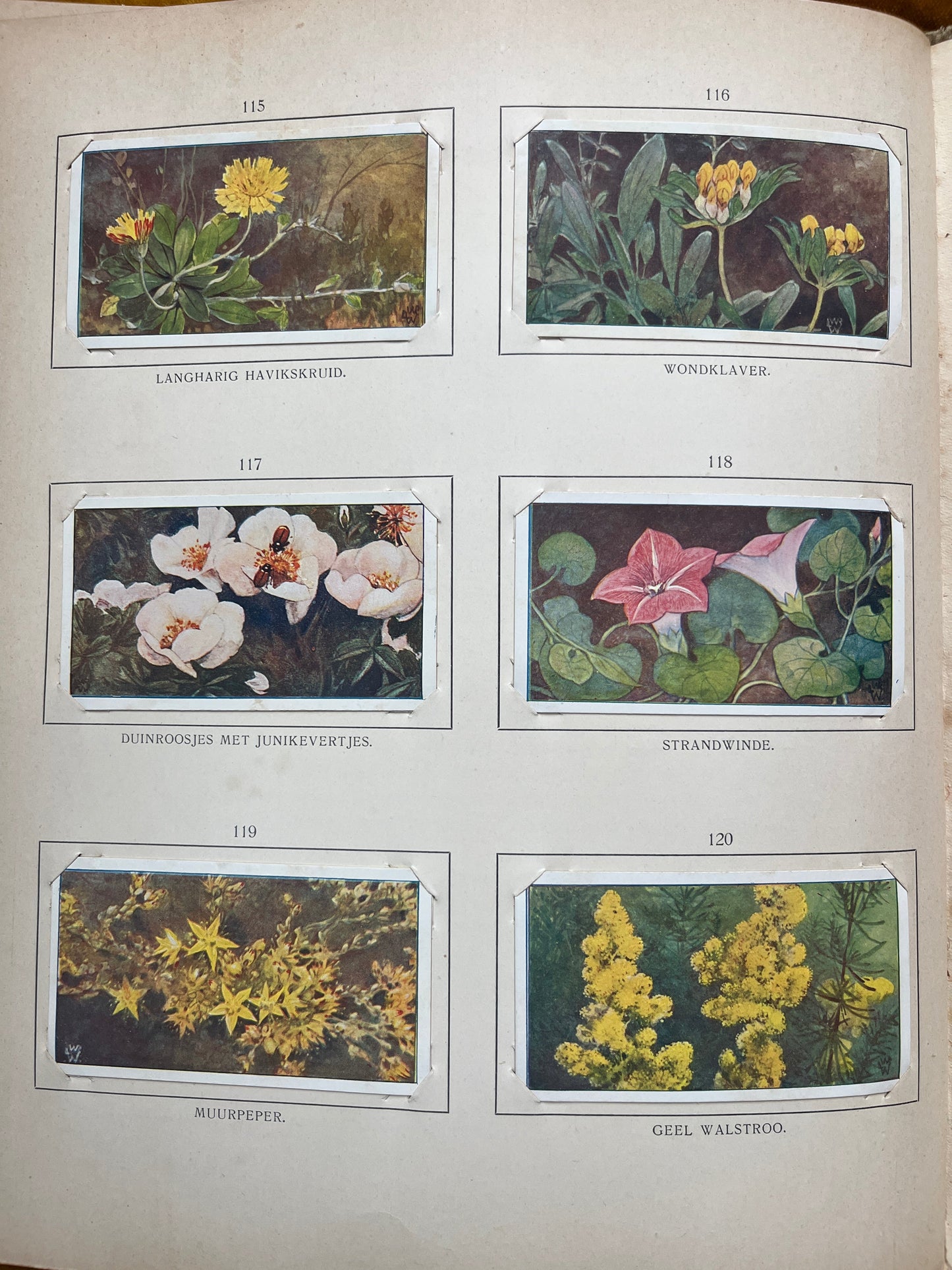 Losse Verkade plaatjes Blonde Duinen (1910) 115-120