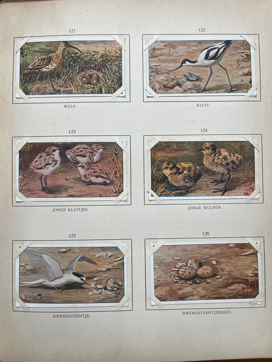 Losse Verkade plaatjes Blonde Duinen (1910) 121-126