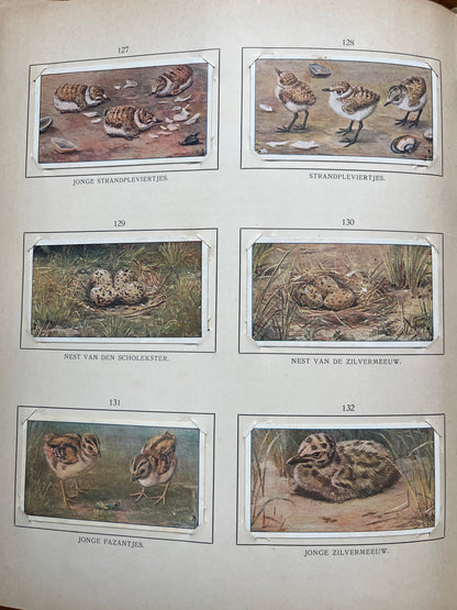 Losse Verkade plaatjes Blonde Duinen (1910) 127-132