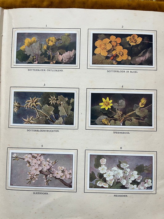 Losse Verkade plaatjes De Bonte Wei (1911) 1-6