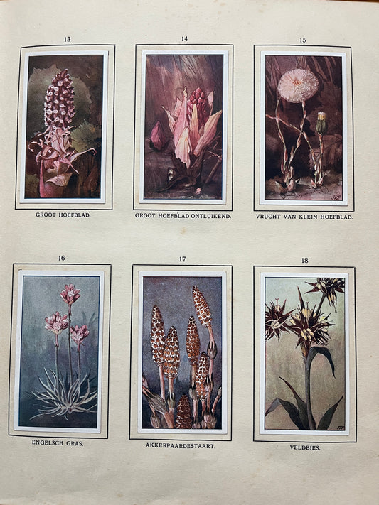 Losse Verkade plaatjes De Bonte Wei (1911) 13-18