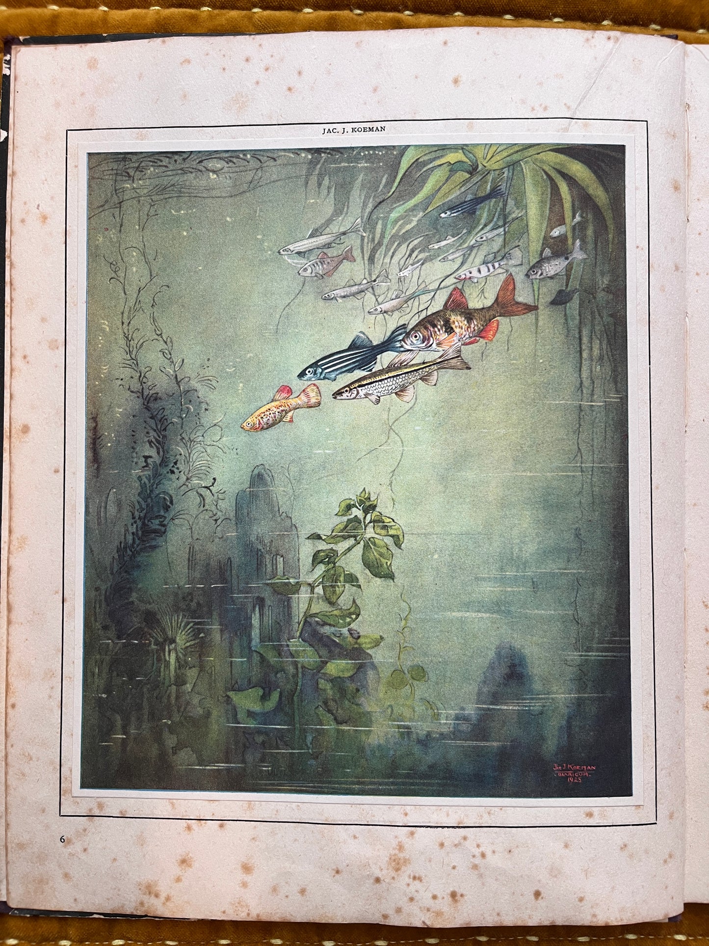 Losse Verkade plaatjes Mijn Aquarium (1925) Grote plaat