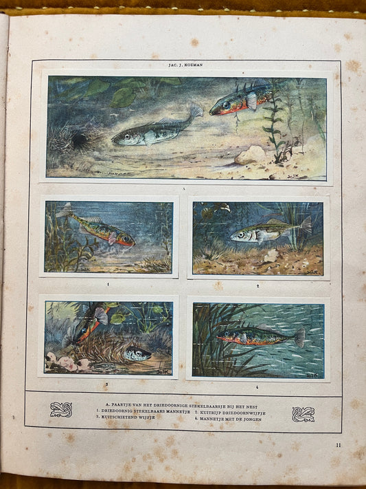 Losse Verkade plaatjes Mijn Aquarium (1925) A en 1-4