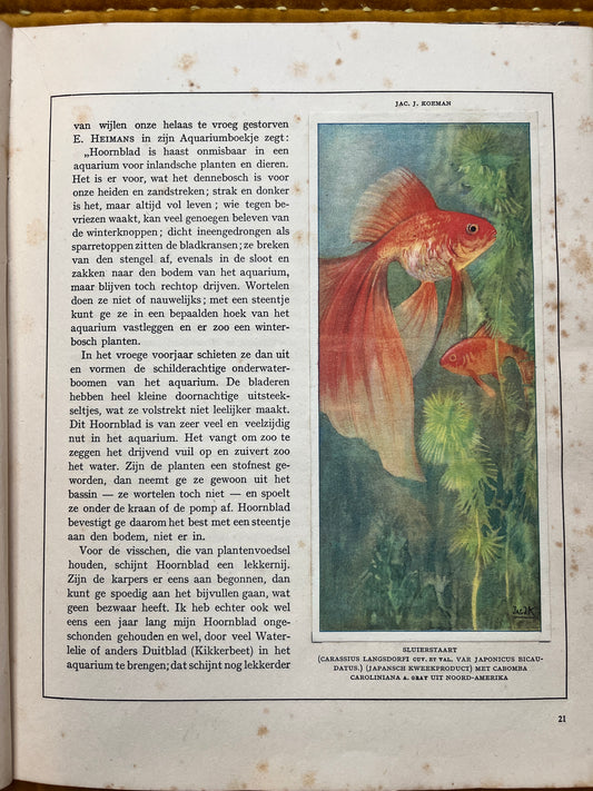 Losse Verkade plaatjes Mijn Aquarium (1925) Sluierstaart plaat