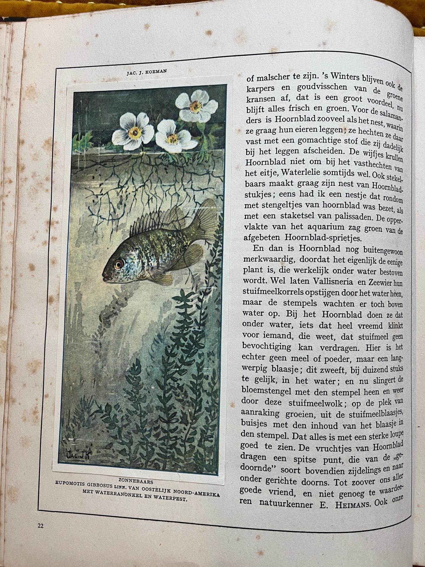 Losse Verkade plaatjes Mijn Aquarium (1925) Zonnebaars plaat