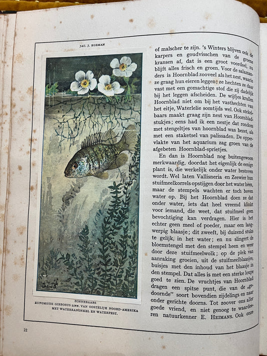 Losse Verkade plaatjes Mijn Aquarium (1925) Zonnebaars plaat