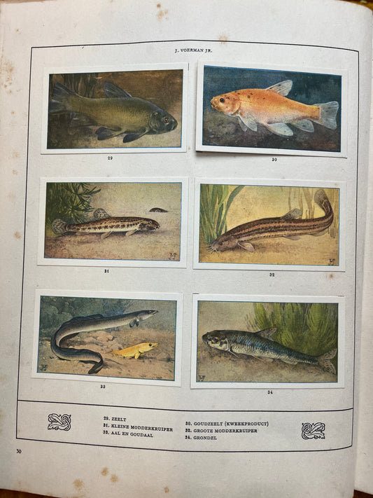 Losse Verkade plaatjes Mijn Aquarium (1925) 29-34