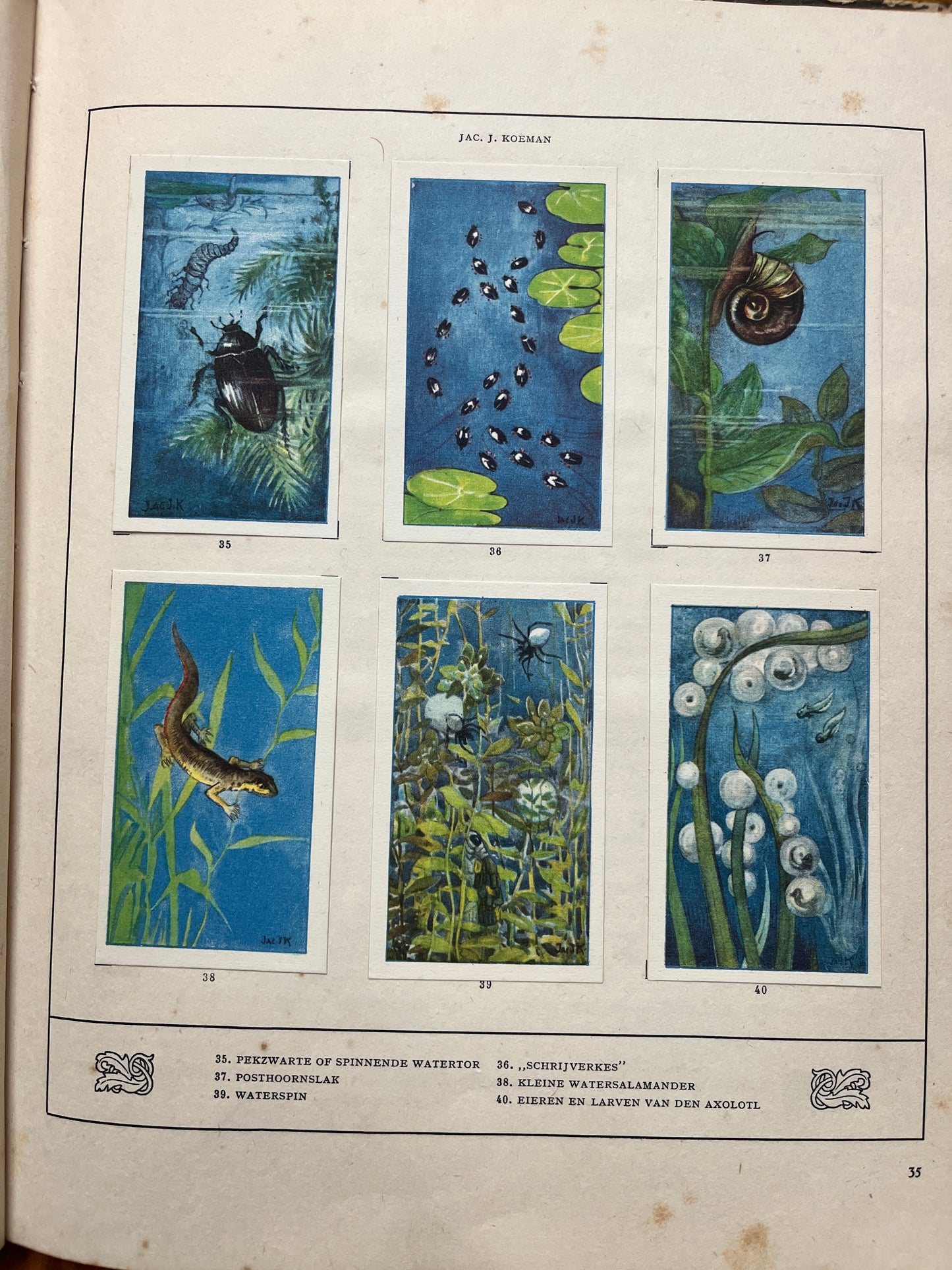 Losse Verkade plaatjes Mijn Aquarium (1925) 35-40