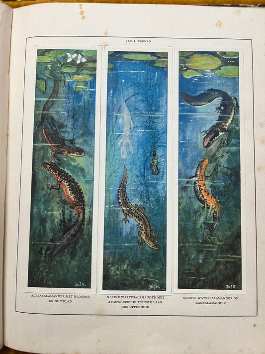 Losse Verkade plaatjes Mijn Aquarium (1925) Salamander platen