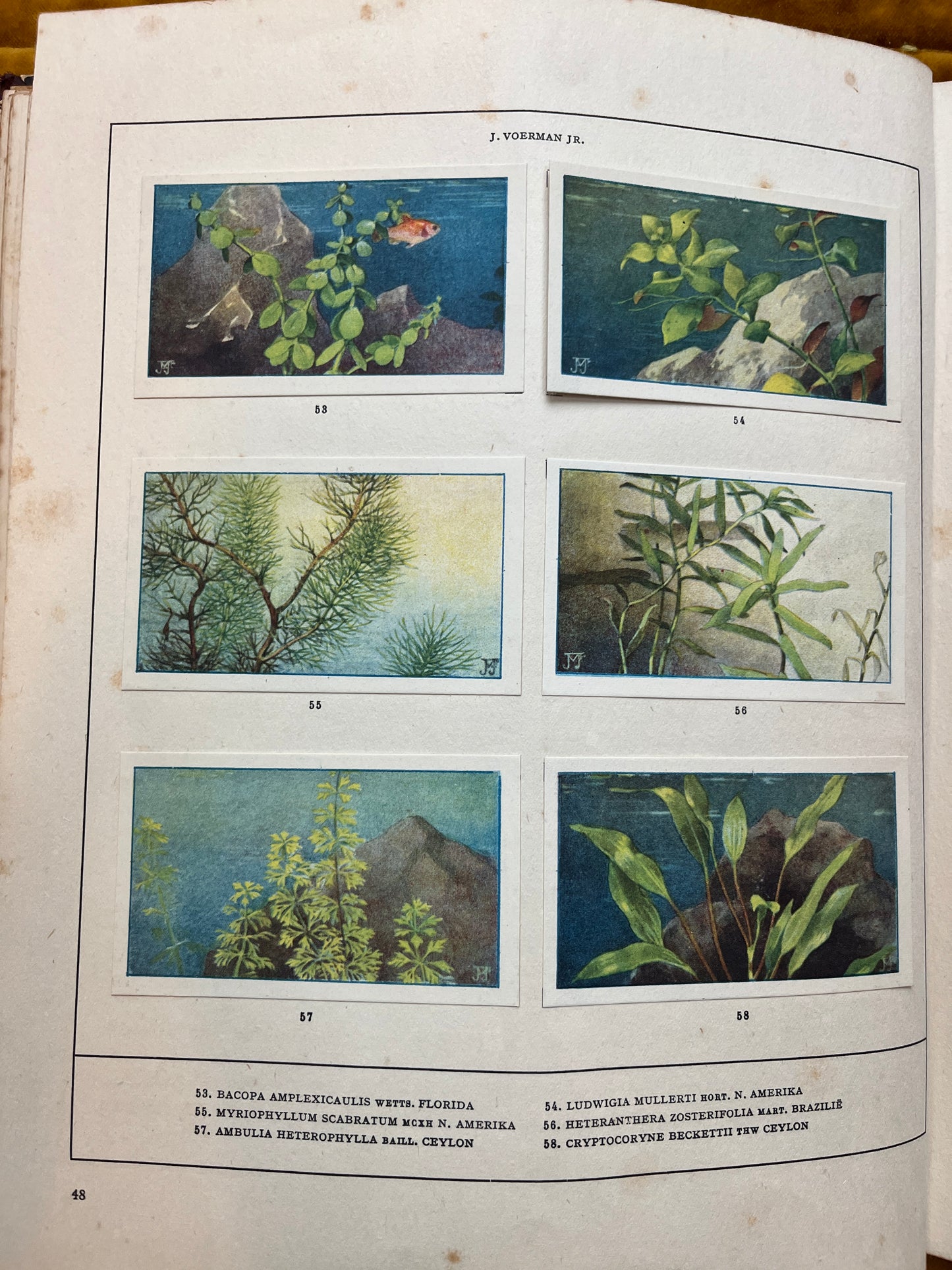 Losse Verkade plaatjes Mijn Aquarium (1925) 53-58