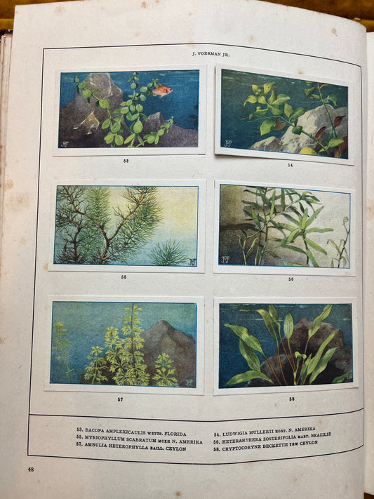 Losse Verkade plaatjes Mijn Aquarium (1925) 53-58