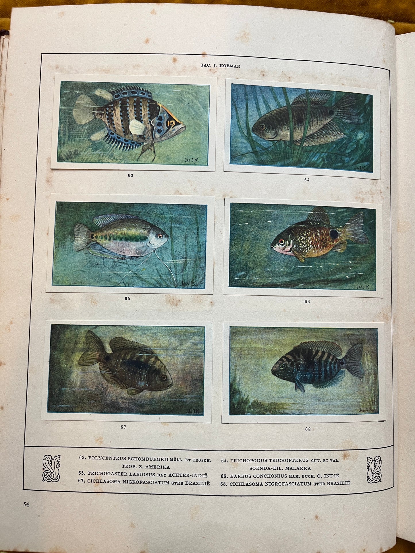 Losse Verkade plaatjes Mijn Aquarium (1925) 63-68