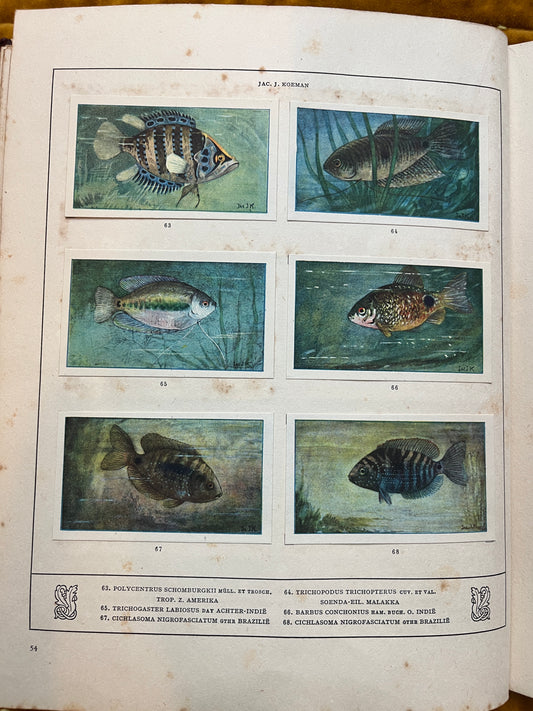 Losse Verkade plaatjes Mijn Aquarium (1925) 63-68