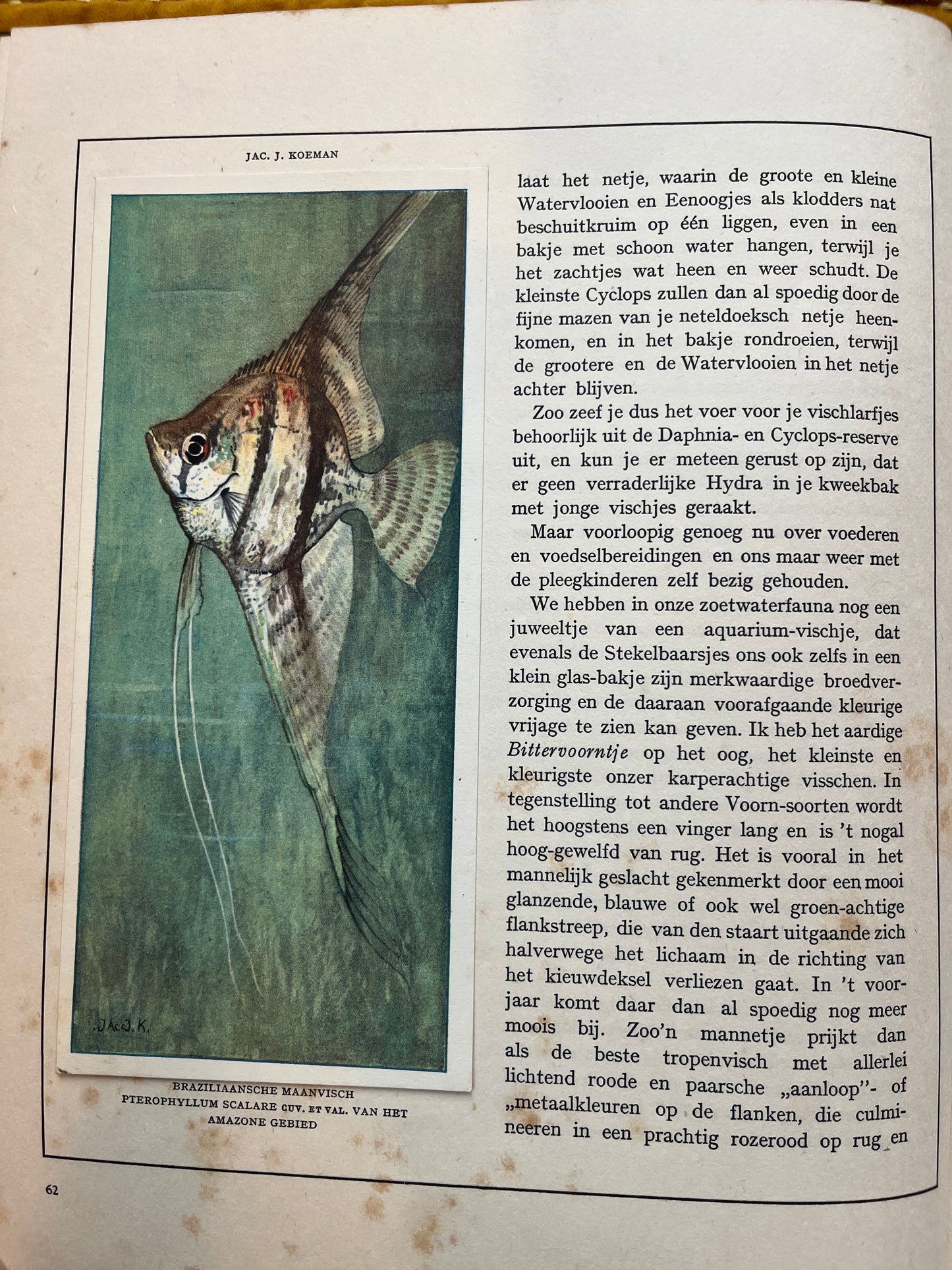 Losse Verkade plaatjes Mijn Aquarium (1925) Braziliaansche maanvisch