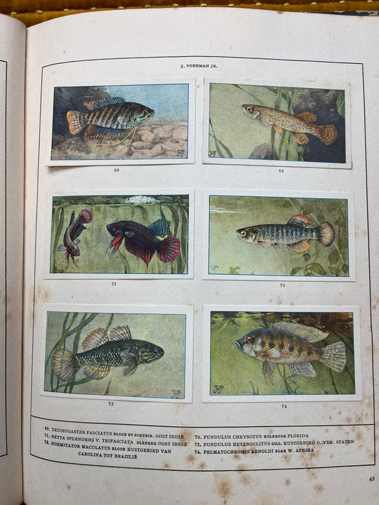 Losse Verkade plaatjes Mijn Aquarium (1925) 69-74