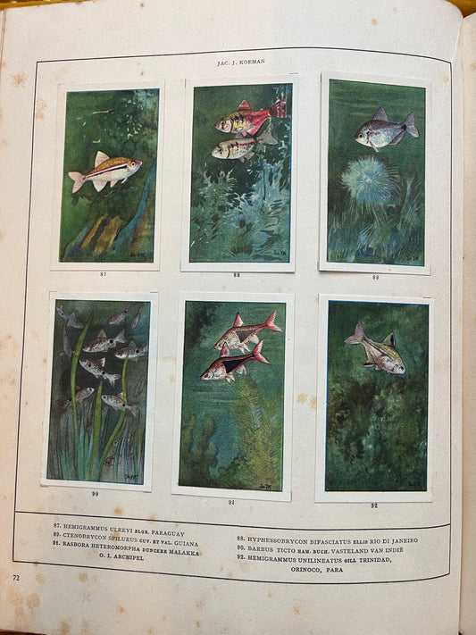 Losse Verkade plaatjes Mijn Aquarium (1925) 87-92
