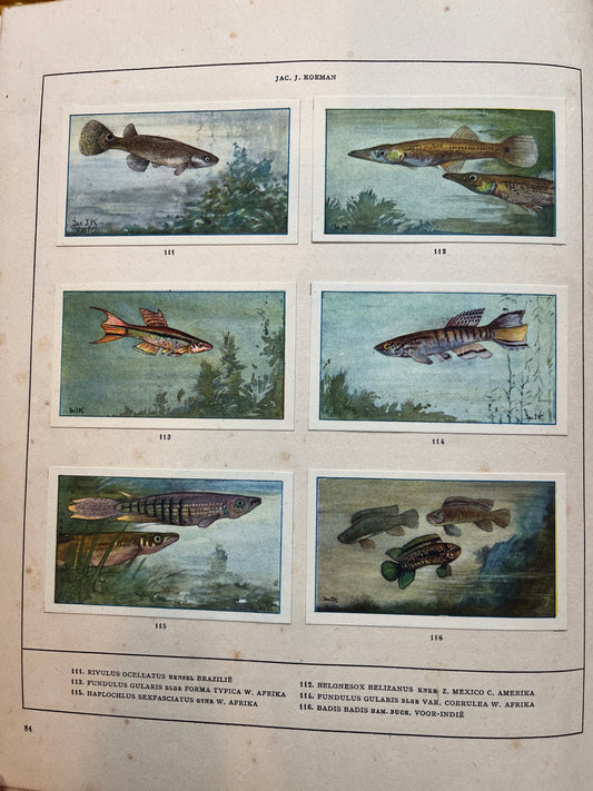 Losse Verkade plaatjes Mijn Aquarium (1925) 111-116