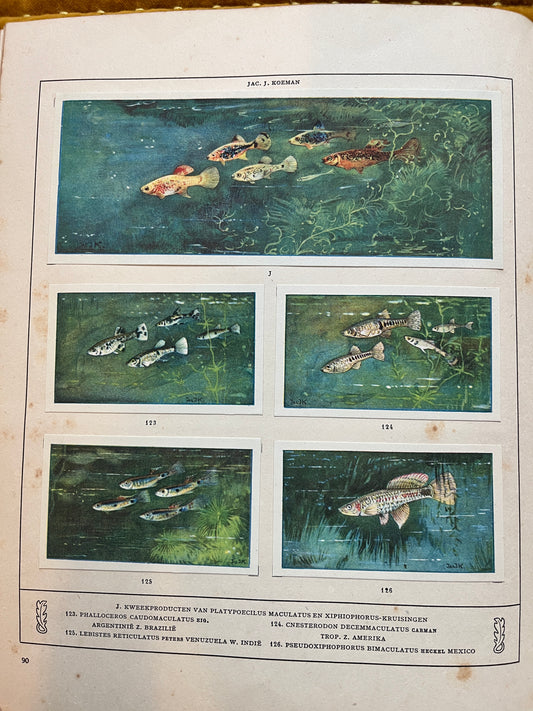 Losse Verkade plaatjes Mijn Aquarium (1925) J en 123-126